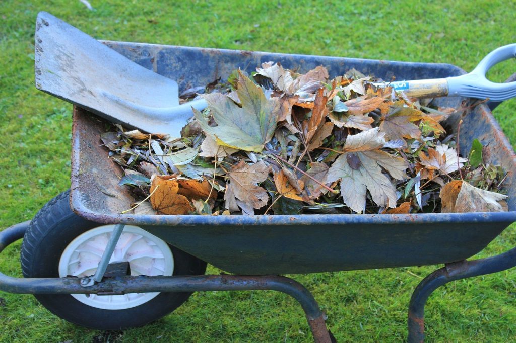 Wheel barrow of leaves on the way to the compost pile